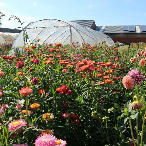 Bloemen van partner Buitenbloemen, verkrijgbaar bij CRU.