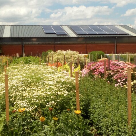 Bloemen van partner Buitenbloemen, verkrijgbaar bij CRU.