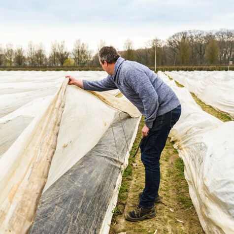 Asperges van Lavrijsen.