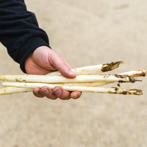 Vers geoogste asperges van Lavrijsen, verkrijgbaar bij CRU.