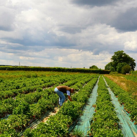 Aardbeien uit volle grond van Domaine La Falize.