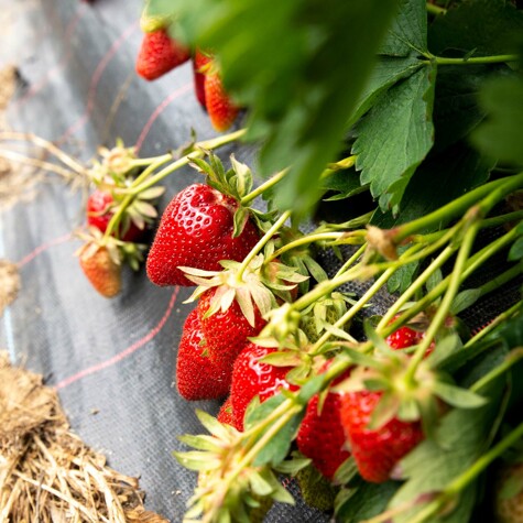 Aardbeien uit volle grond van Domaine La Falize.