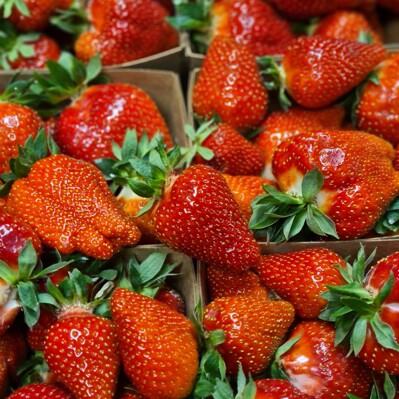 Fraises : du champ au marché, sans détour