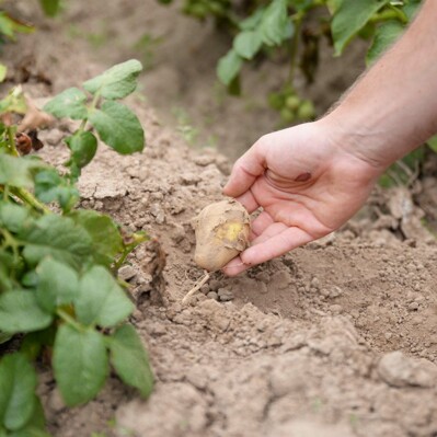 Cultiver des légumes en harmonie avec la nature