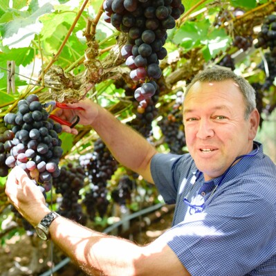 De délicieux raisins de table de philip Dewit d'Overijse