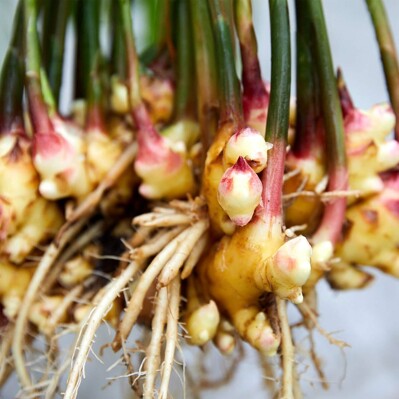 Le gingembre primeur frais cultivé en Belgique