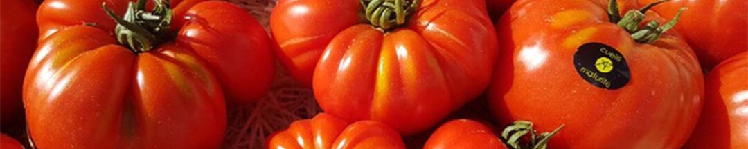 La saison des tomates a commencé : venez les goûter !