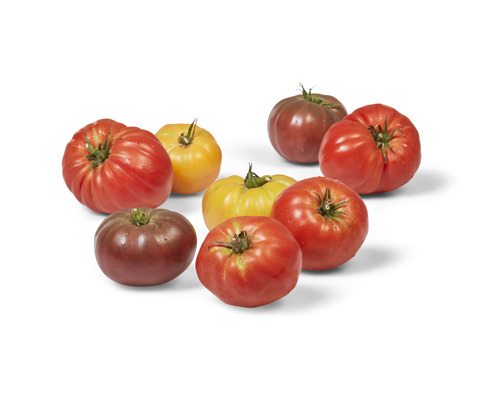 Tomaten volle grond