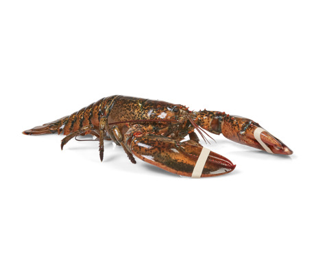 Homard canadien +1kg